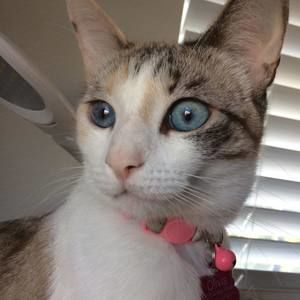 Meet your Posher, Shelby